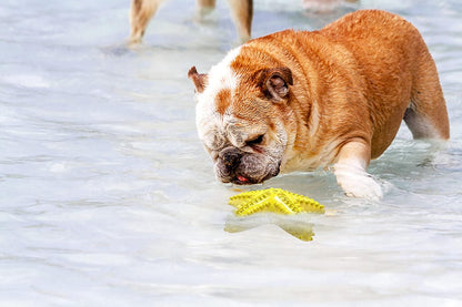Dog Toys for Aggressive Chewers, Dog Teething Cleaning Toothbrush Toy, Durable Squeaky Interactive Starfish Puppy Toys for Small Medium Large Breed