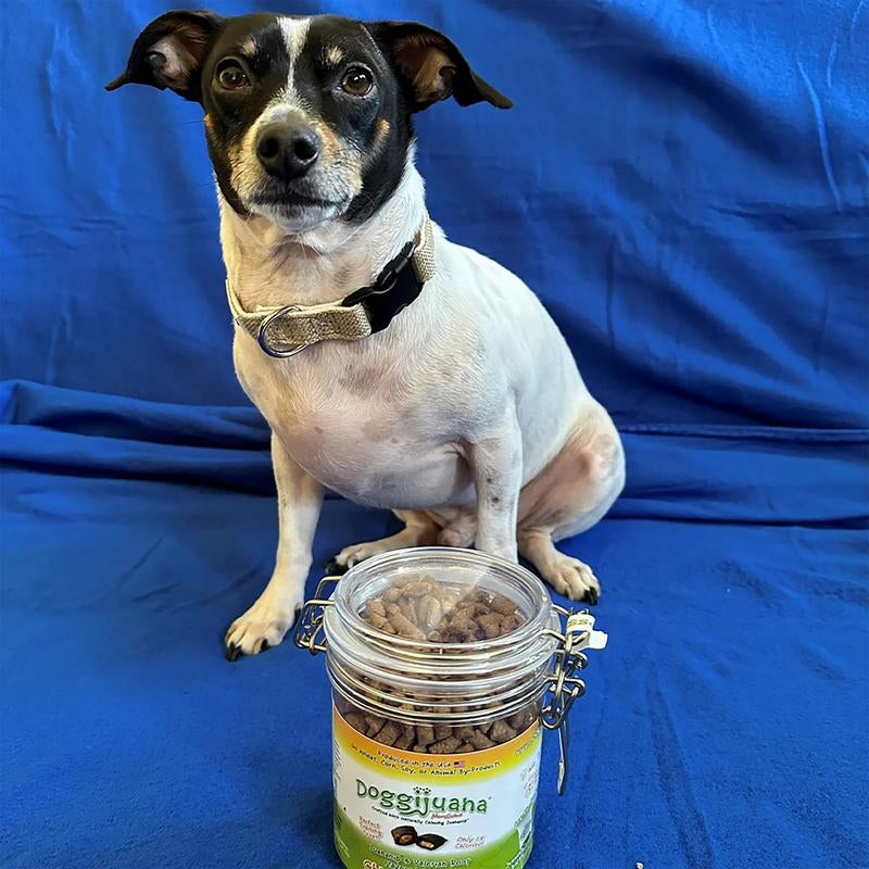 Irresistible Crunchy Chicken Bites with Catnip – Juananip Chill Dog Treats