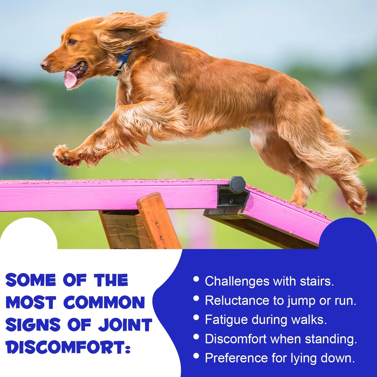 Hip & Joint Chewable Tablets for Dog, Health Supplement with Chondroitin for Dogs Mobility Support & Dog, 180P*2 Chewable Supplement for Dogs Joint Health
