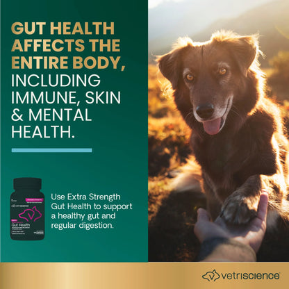 Gut Health Extra Strength Probiotic Capsules for Dog & Cat, Unflavored 120 Count Bottle