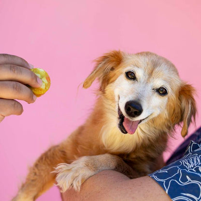 Ultimate Frozen Dog Supplement for Overall Wellness